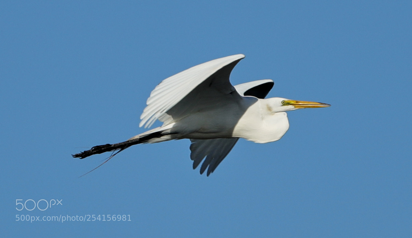 Canon EOS-1D X Mark II sample photo. 04-18-18-0013324.jpg photography