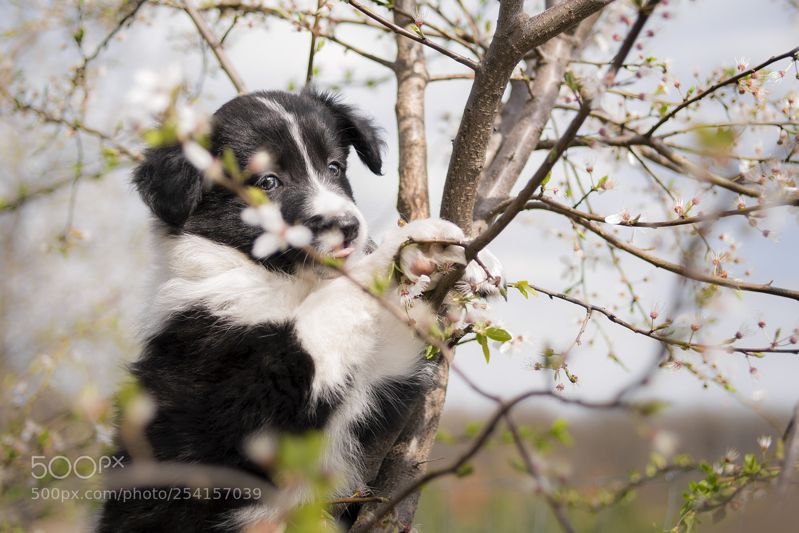 Nikon D500 sample photo. Welcoming spring photography
