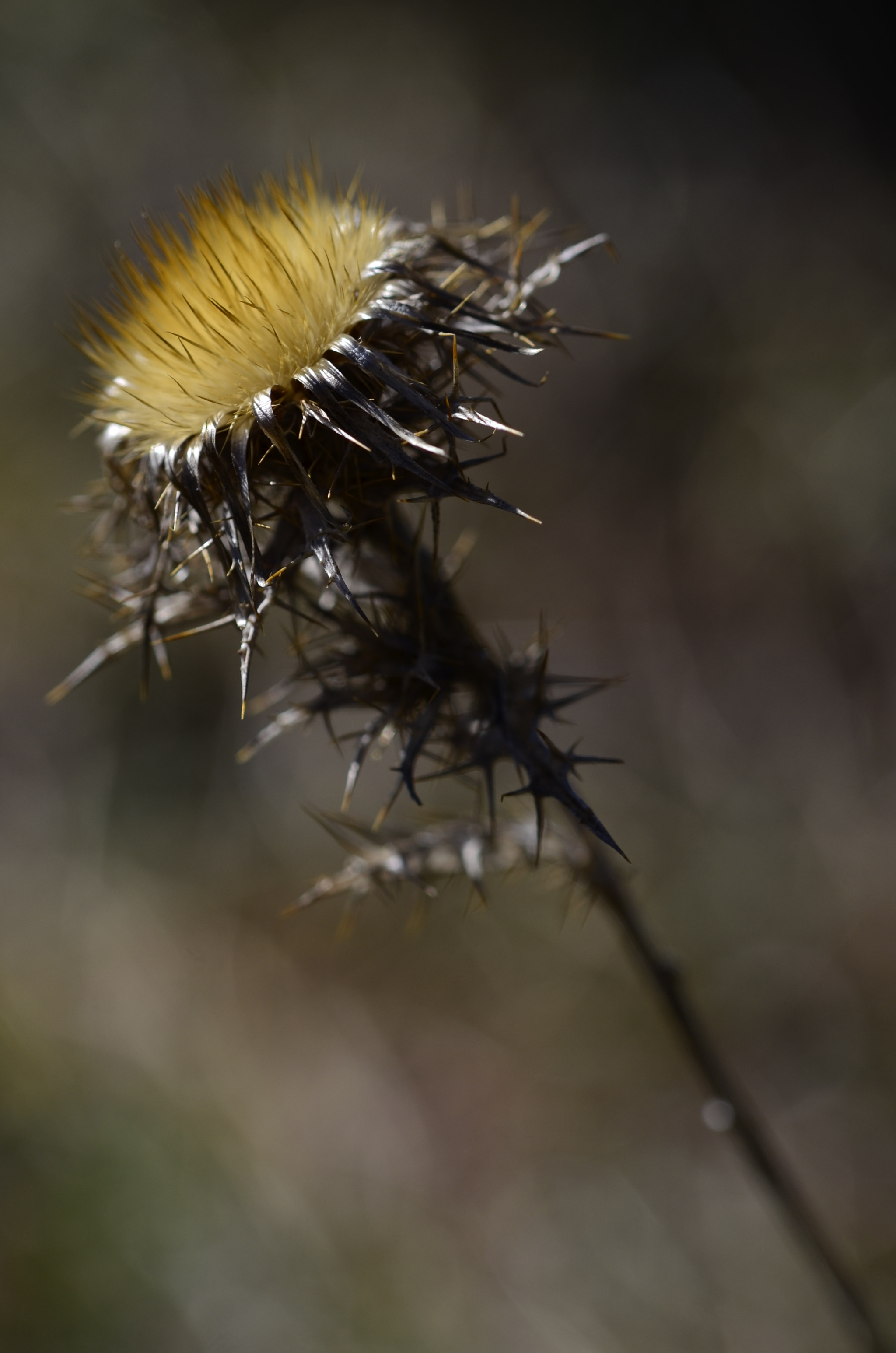 Nikon D7000 + Sigma 105mm F2.8 EX DG OS HSM sample photo. Color en el camp photography