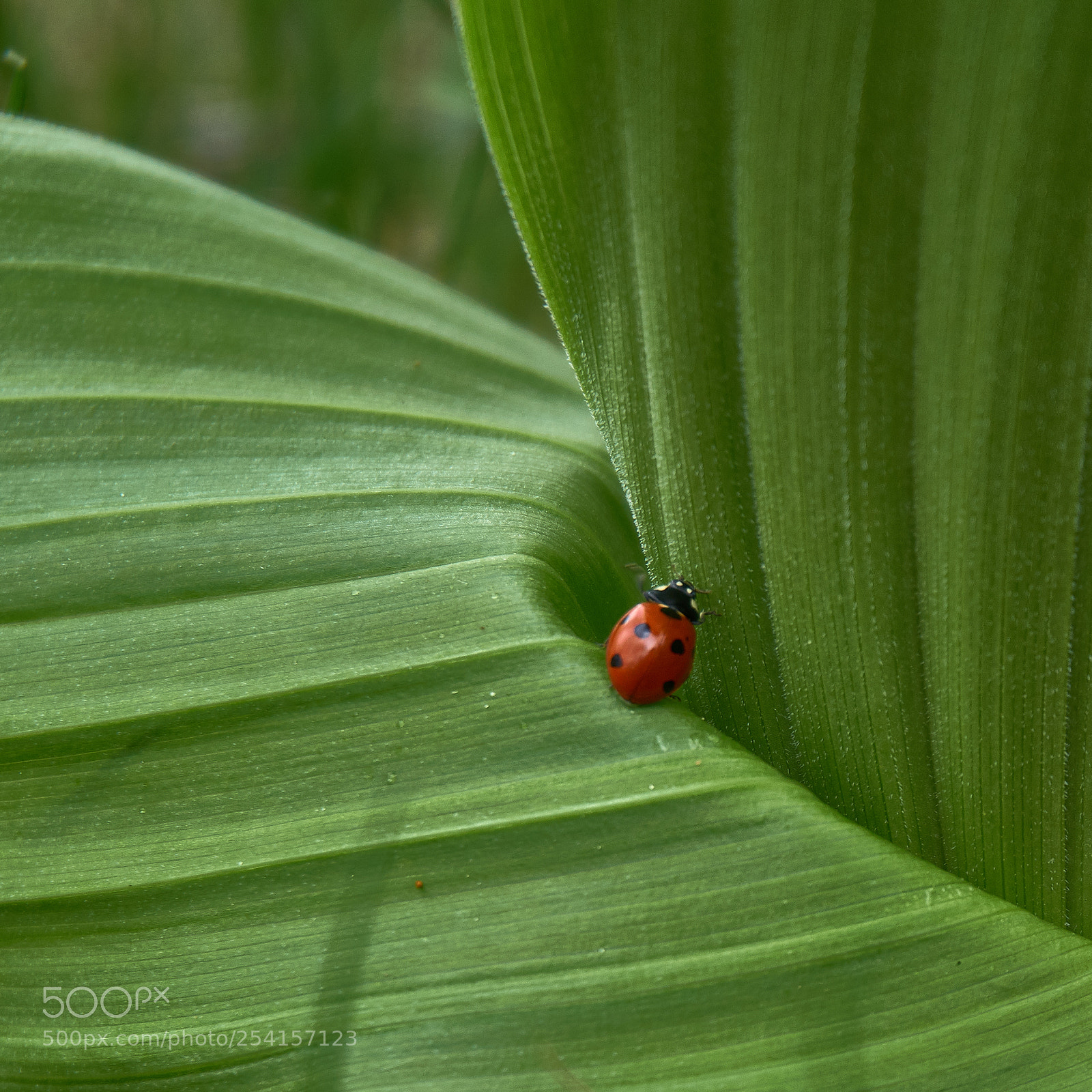 Sony a6000 sample photo. Ladybug photography