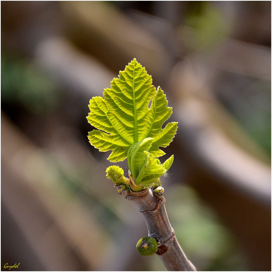 Nikon D5200 sample photo. La renaissance du figuier photography