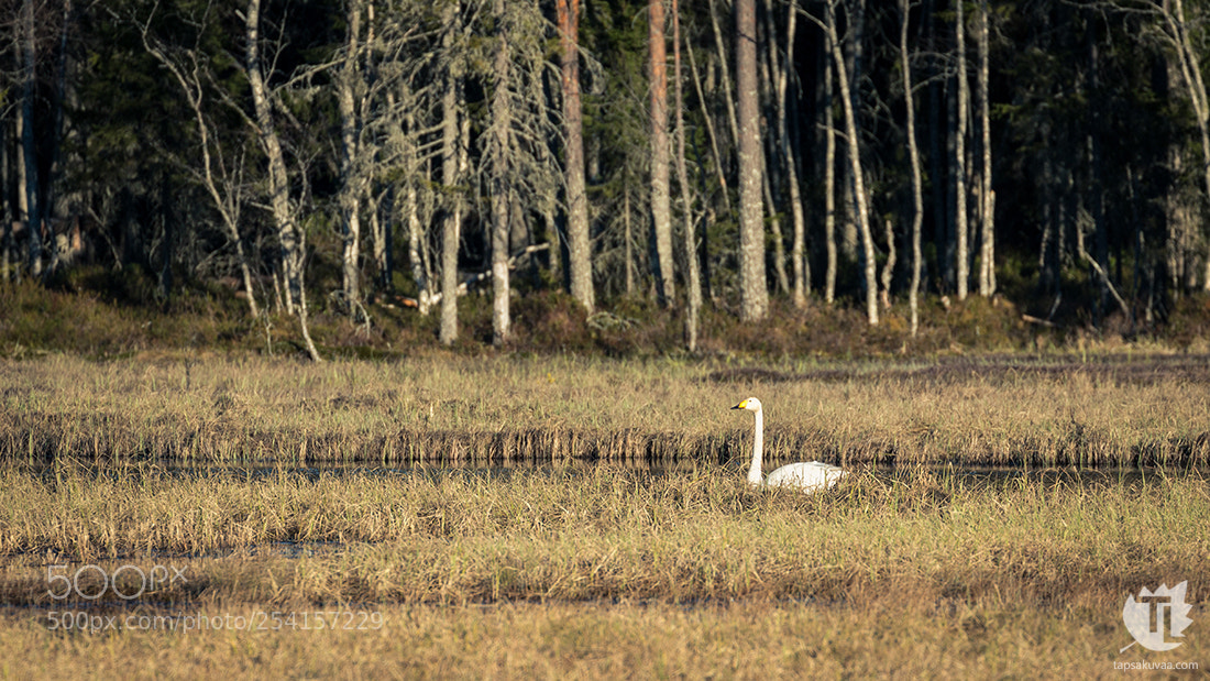 Canon EOS 70D sample photo. Home on the marshes photography