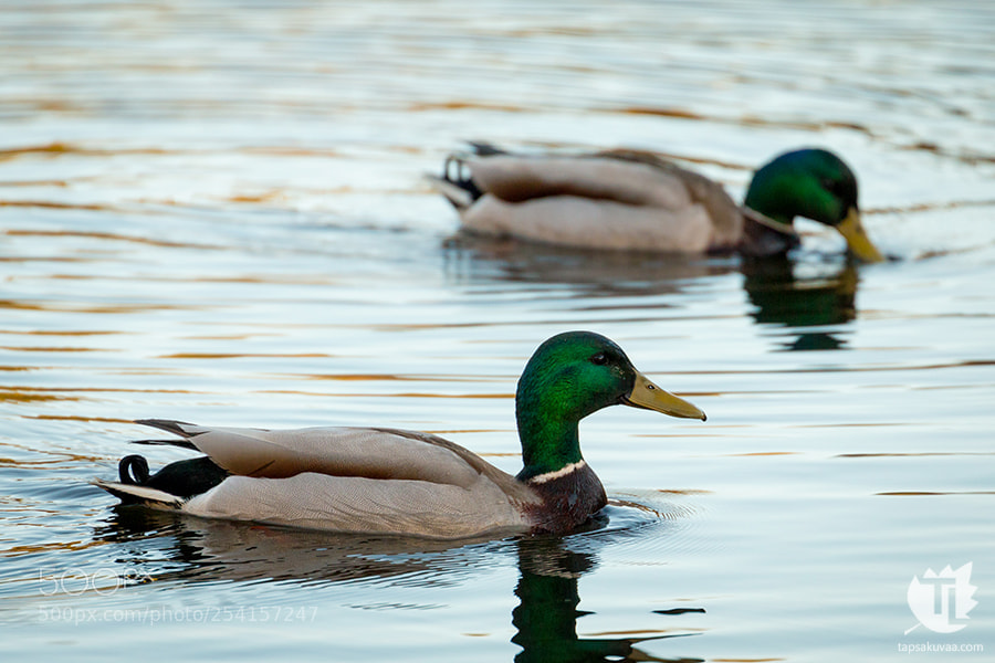Canon EOS 70D sample photo. Mallard males photography