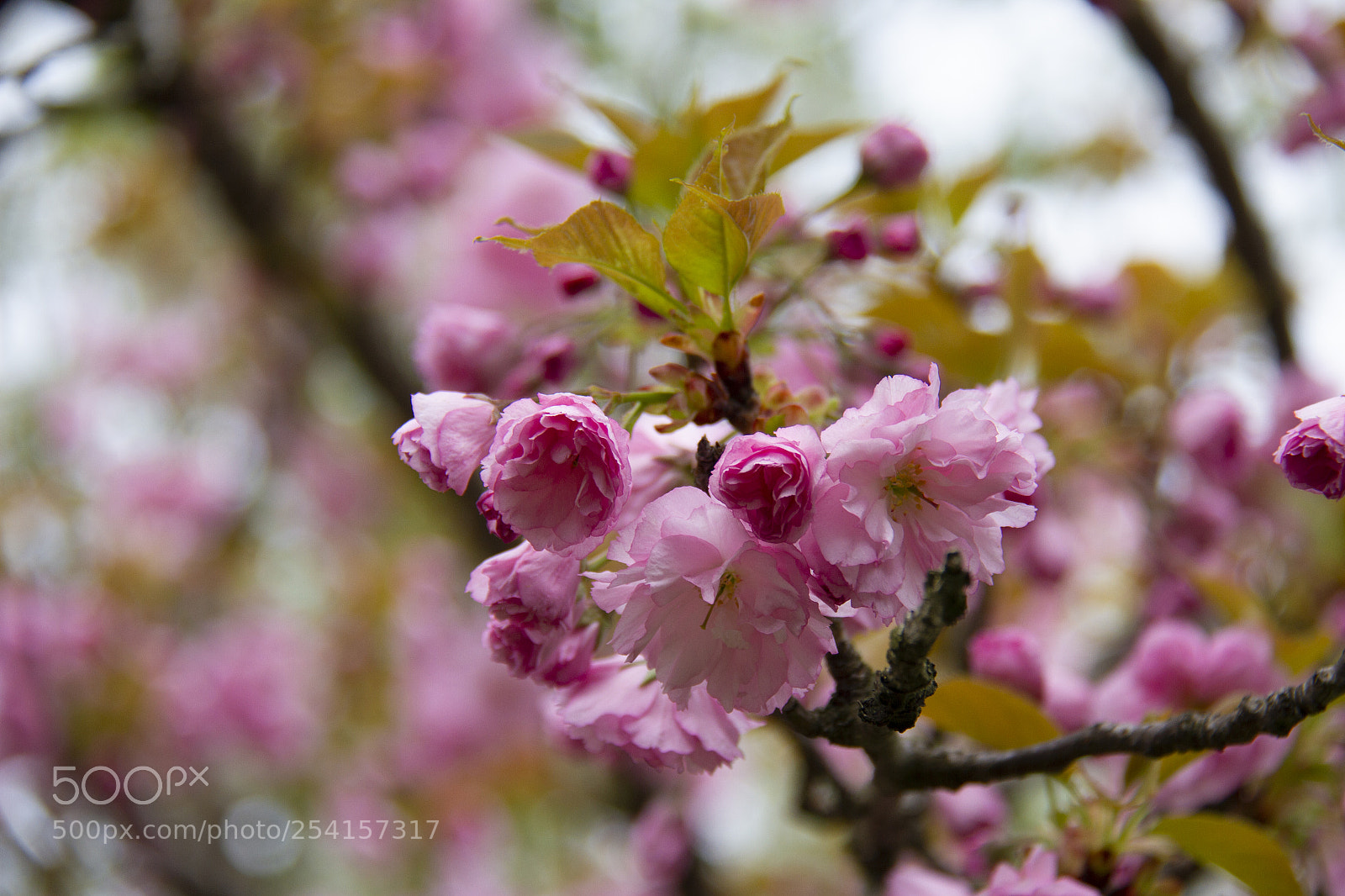 Canon EOS 7D sample photo. Beneath the cherry blossom photography