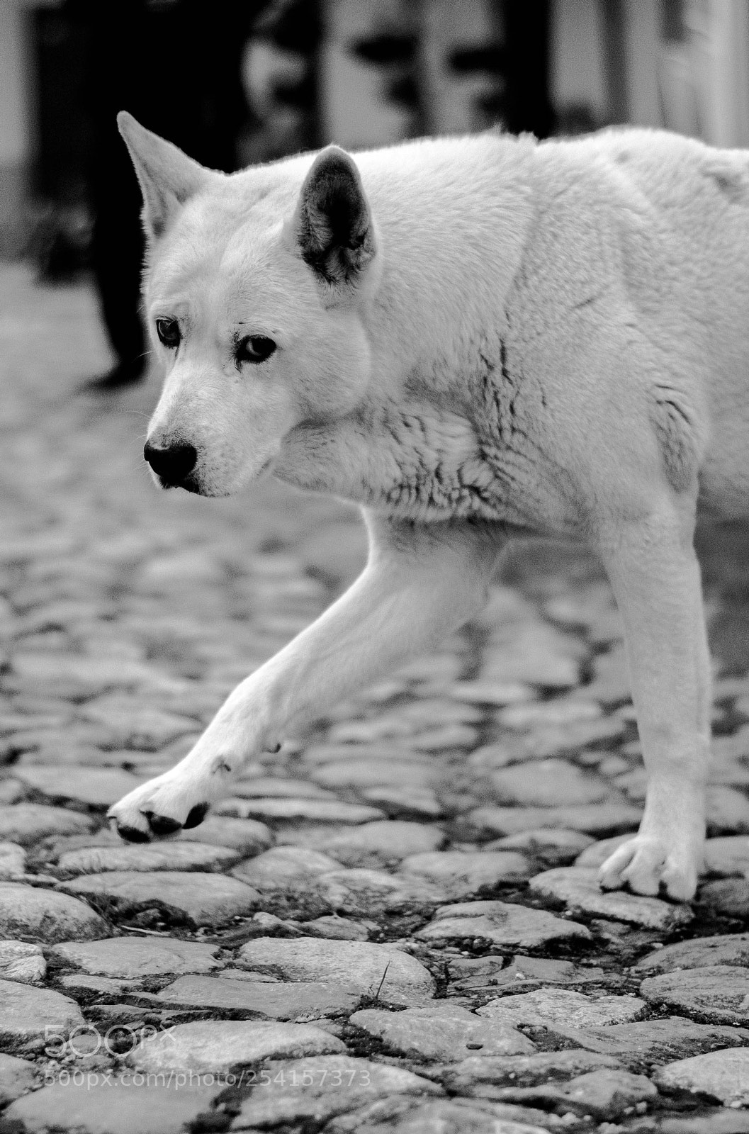 Nikon D5300 sample photo. Dog photography