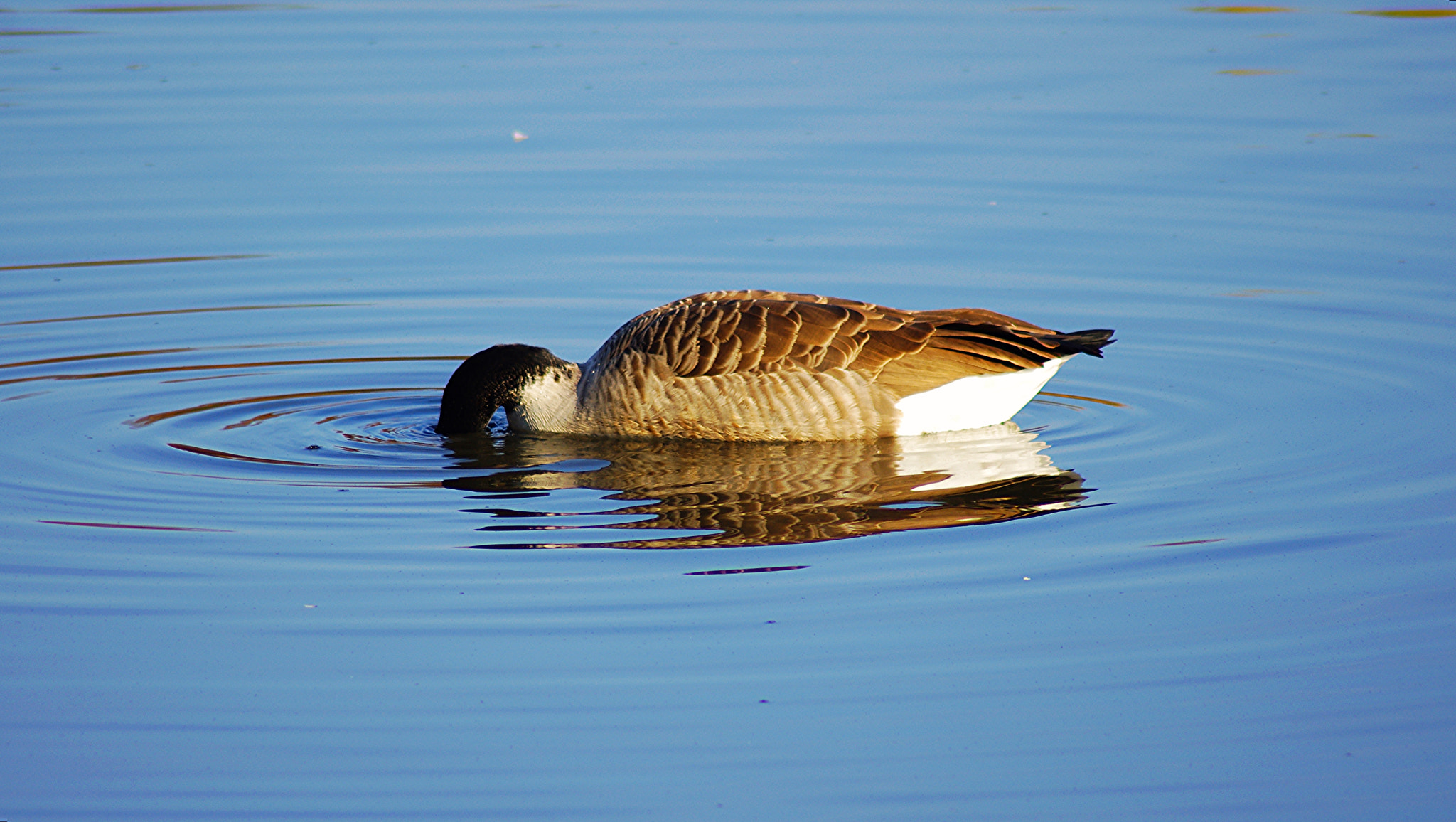 Tamron AF 70-300mm F4-5.6 LD Macro 1:2 sample photo. Germano photography