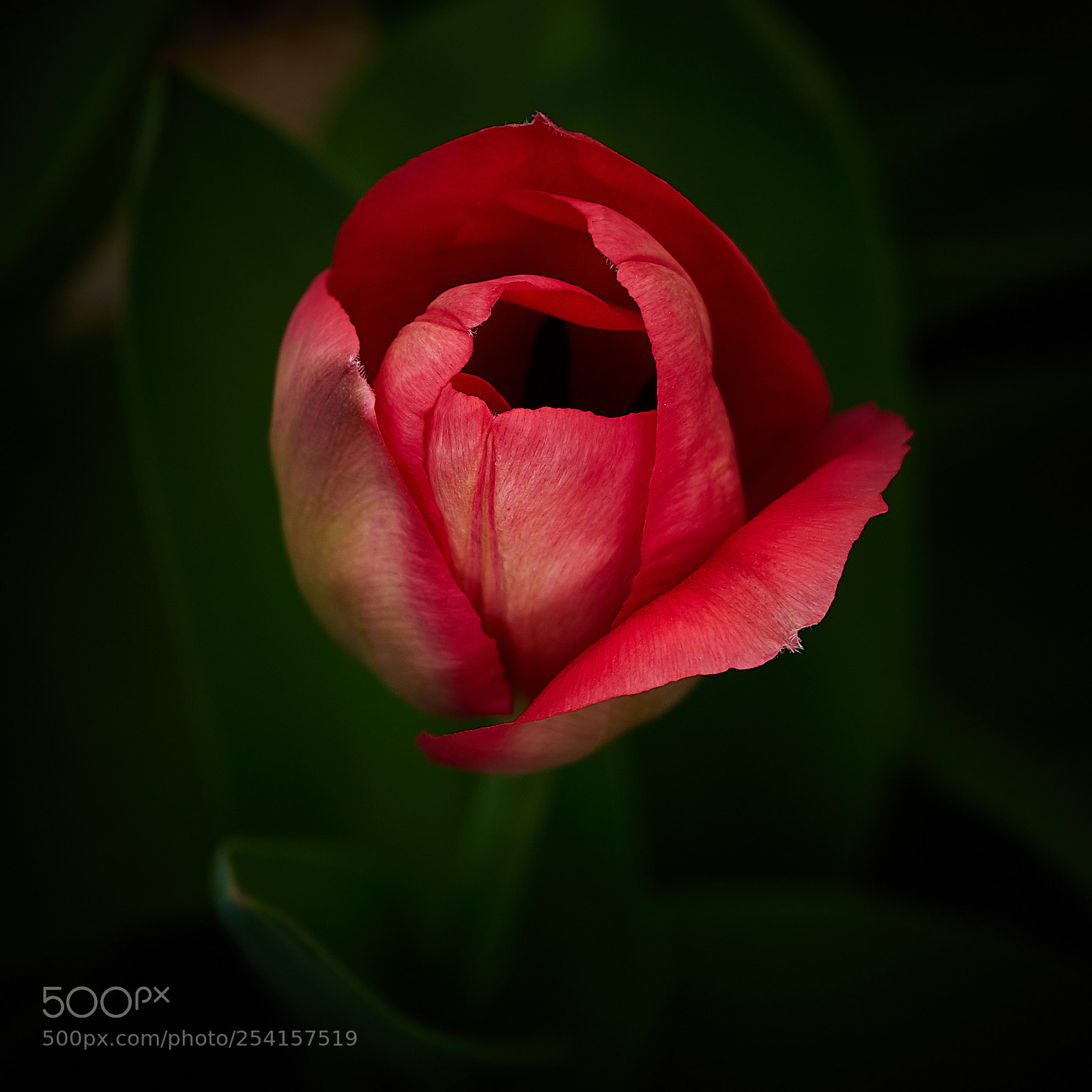 Sony a7 sample photo. The tulip part 1 photography