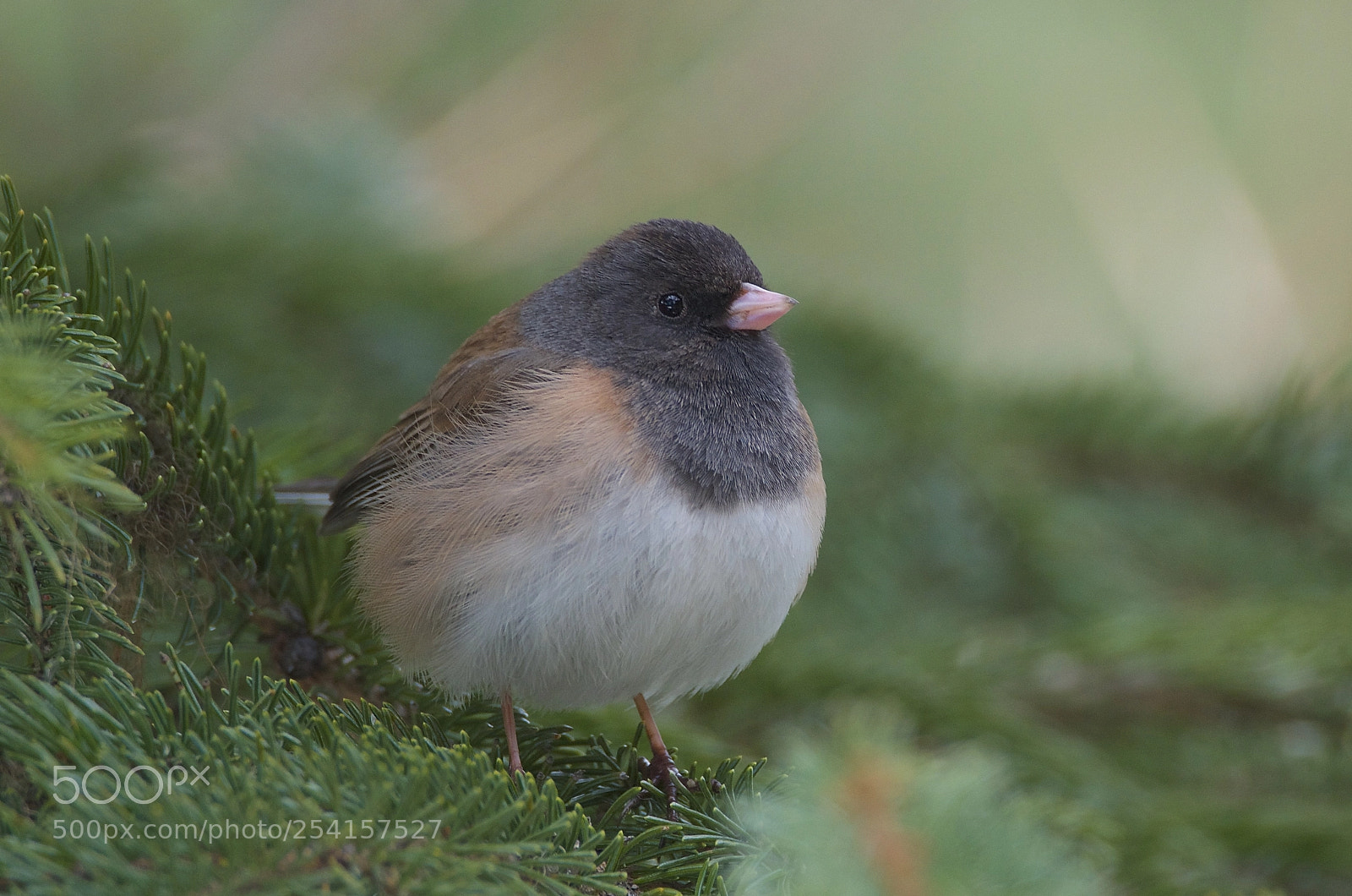 Nikon D7000 sample photo. Dark-eyed junco photography