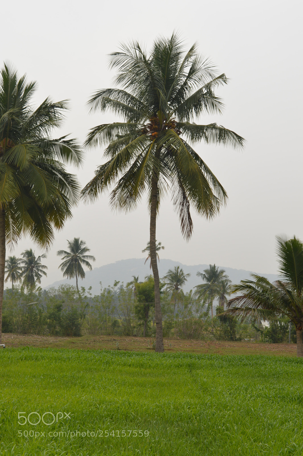 Nikon D3200 sample photo. Dsc photography