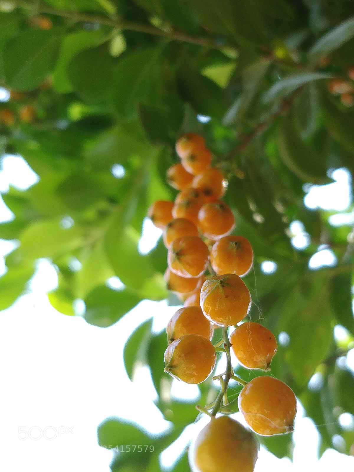 OnePlus 5 sample photo. The hanging fruit :) photography