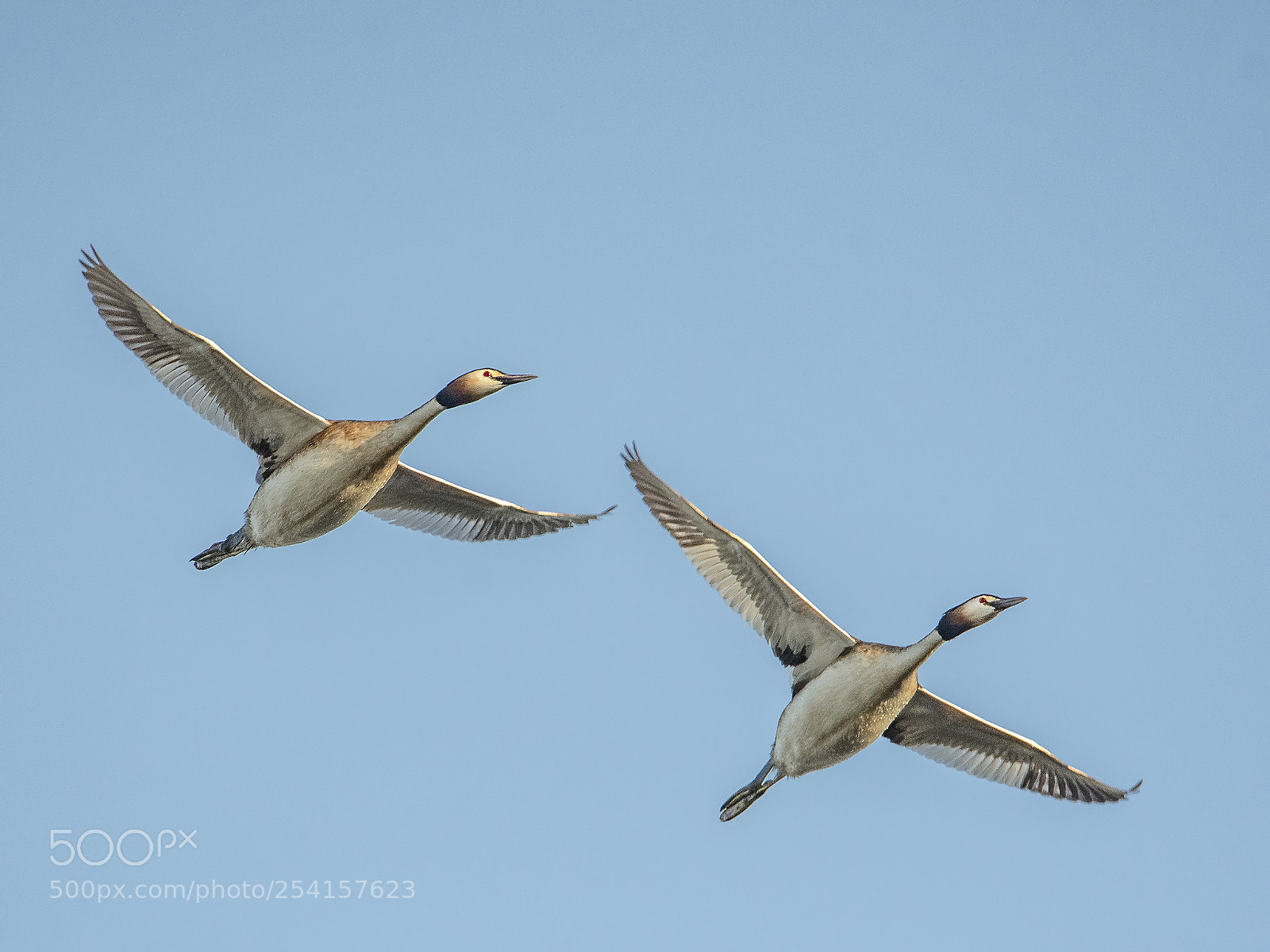 Nikon D500 sample photo. Great-crested grebes in flight photography