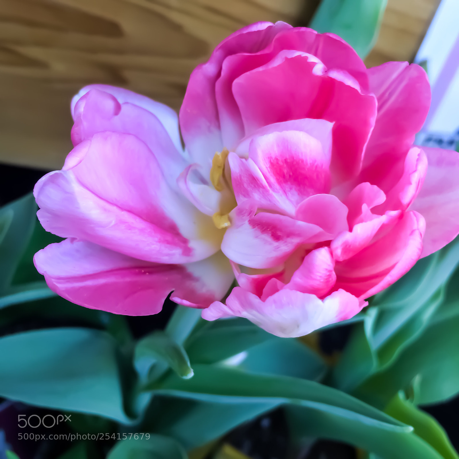 Apple iPhone 6s sample photo. Pink tulip  photography