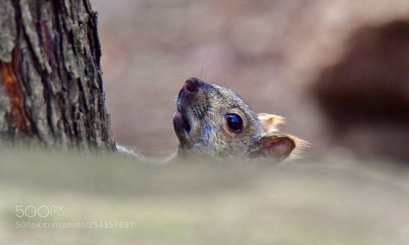 Nikon D5 sample photo. Squirrel  photography