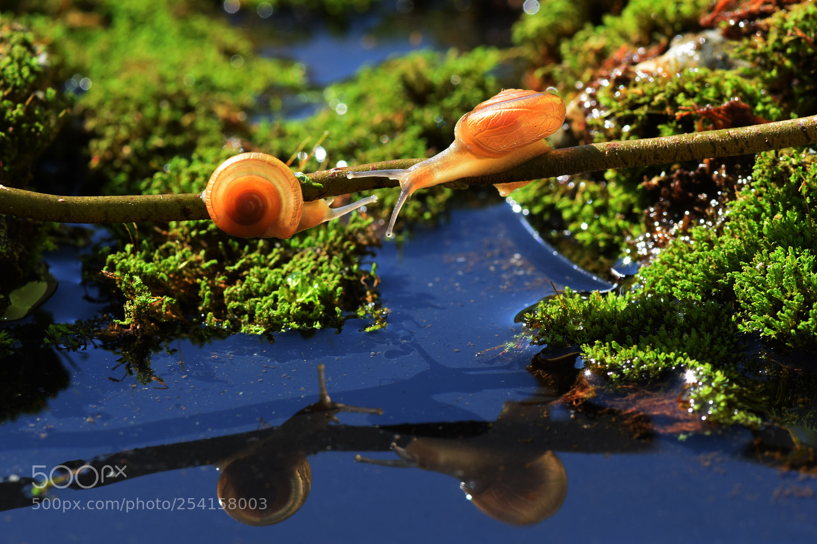 Nikon D5300 sample photo. Snail, two slugs are photography