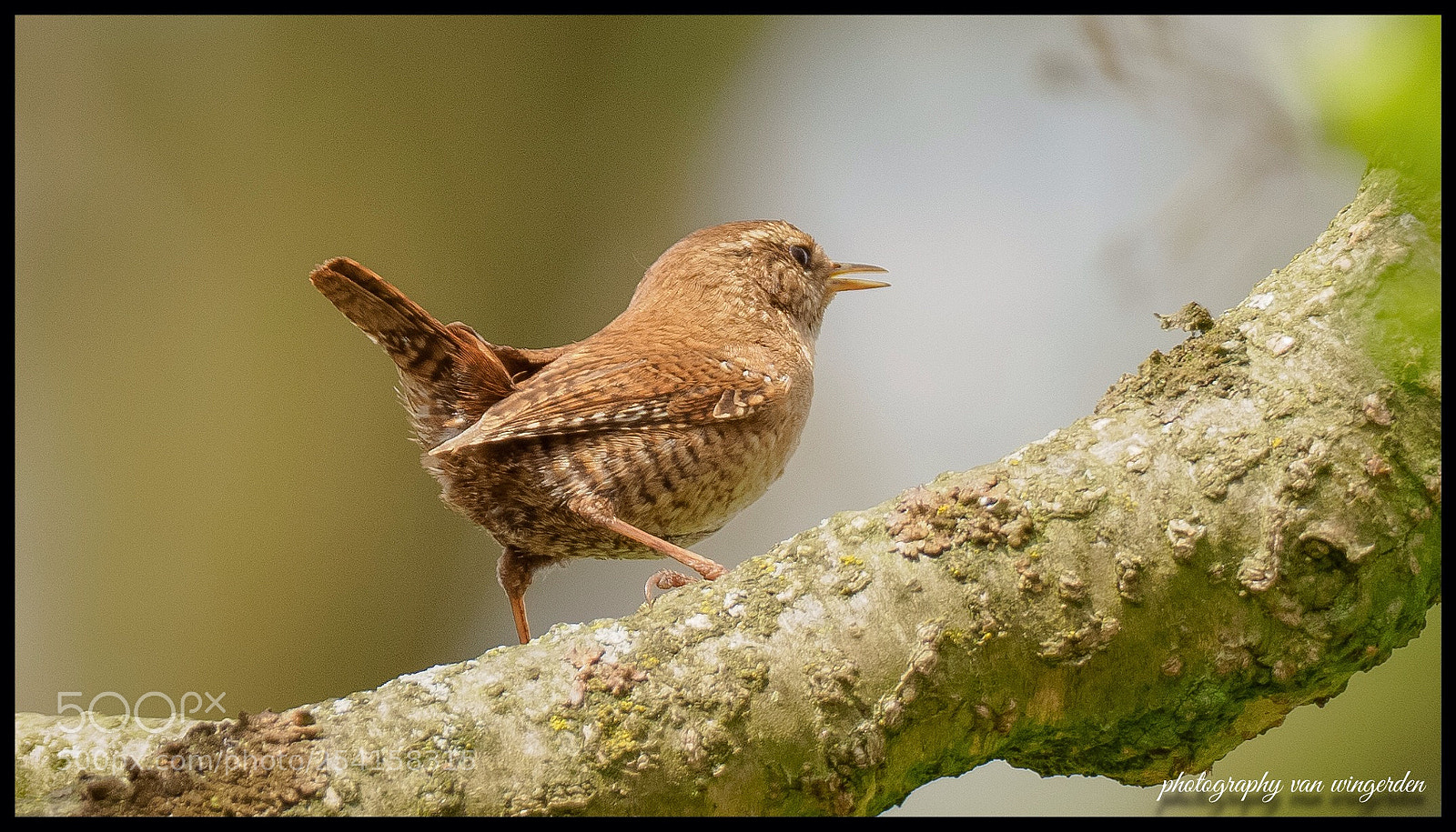 Olympus OM-D E-M1 Mark II sample photo. Winterkoning photography