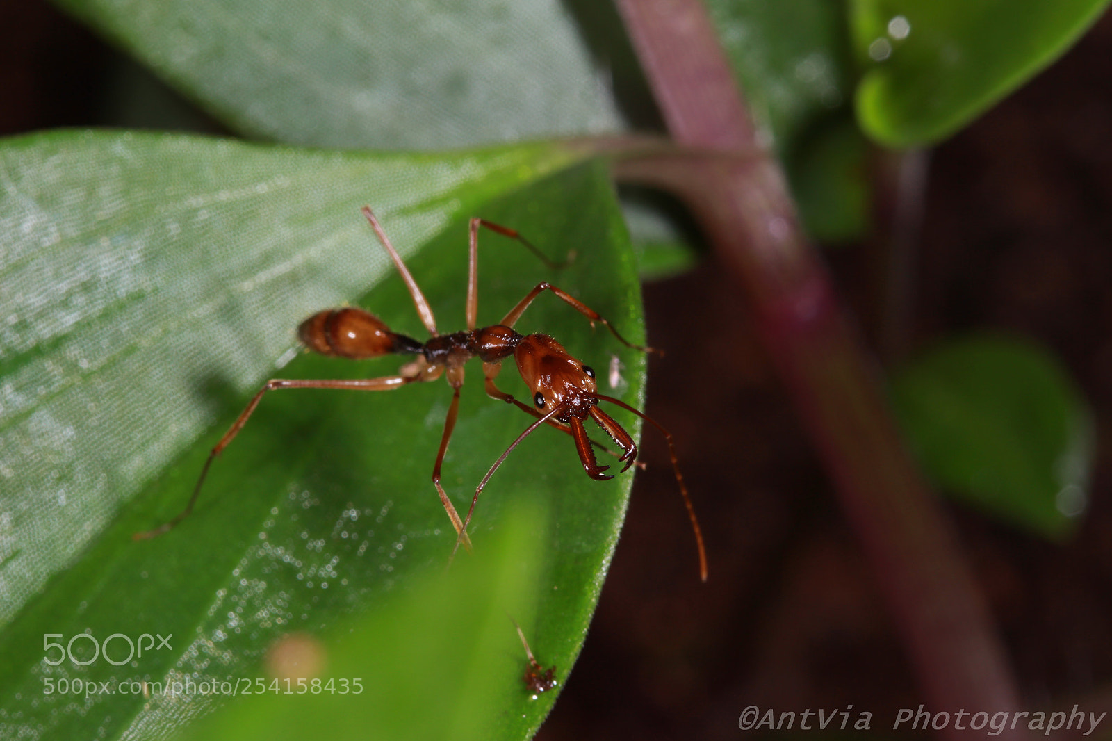 Canon EF-S 60mm F2.8 Macro USM sample photo. Odontomachus hastatus photography