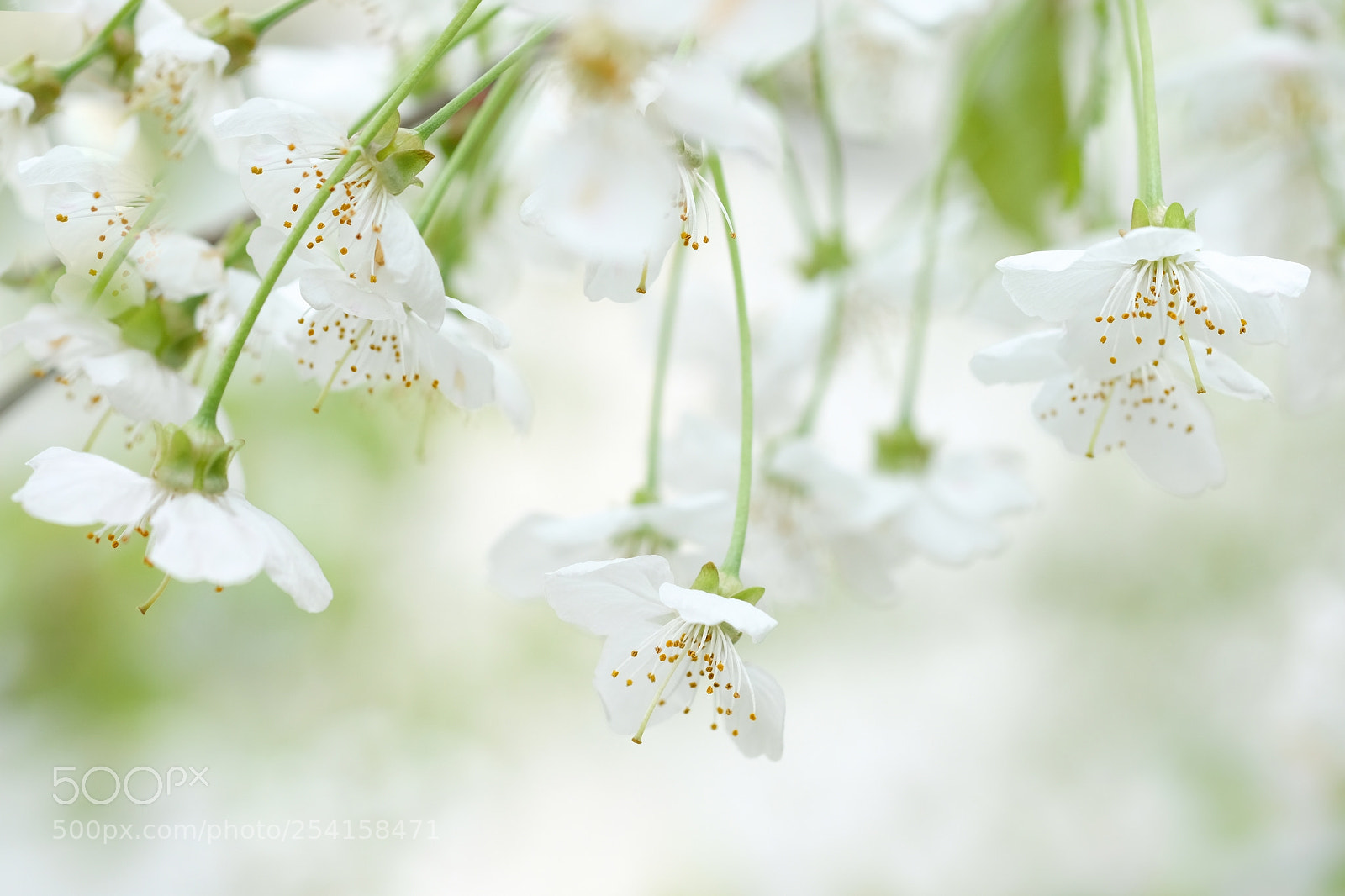 Fujifilm X-T2 sample photo. Delicate photography
