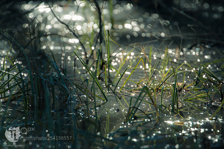 Canon EOS 70D sample photo. Flooding green photography