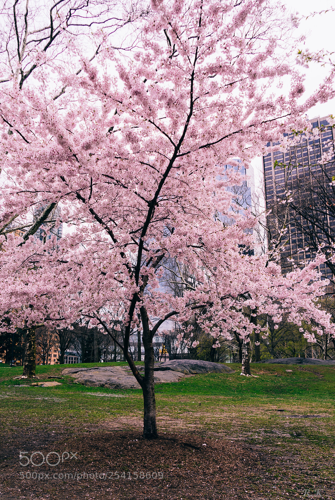 Sony a7R sample photo. Spring is in the photography