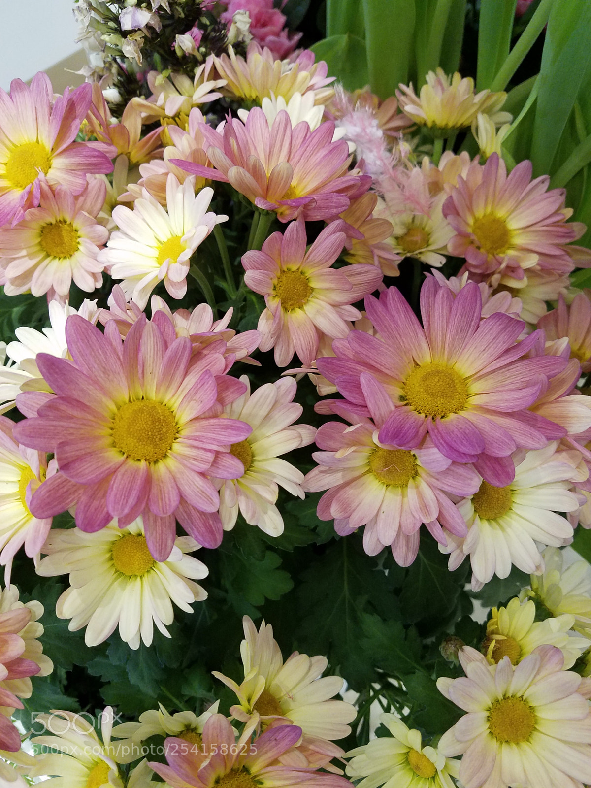 Samsung Galaxy S7 sample photo. Daisies photography