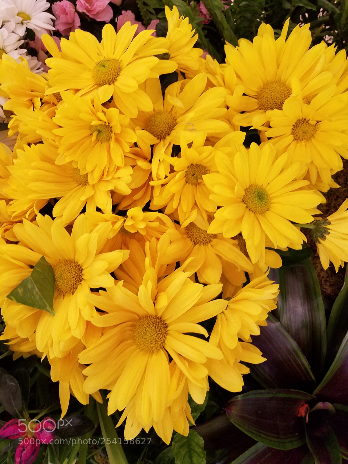 Samsung Galaxy S7 sample photo. Daisies photography