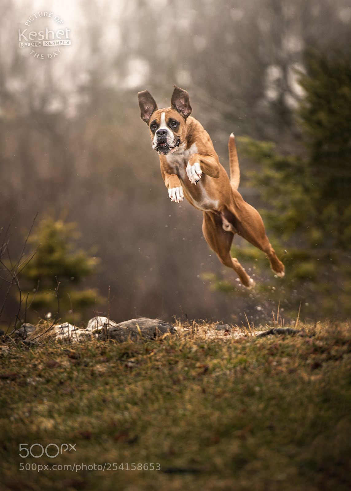 Nikon D610 sample photo. Into orbit he goes. photography