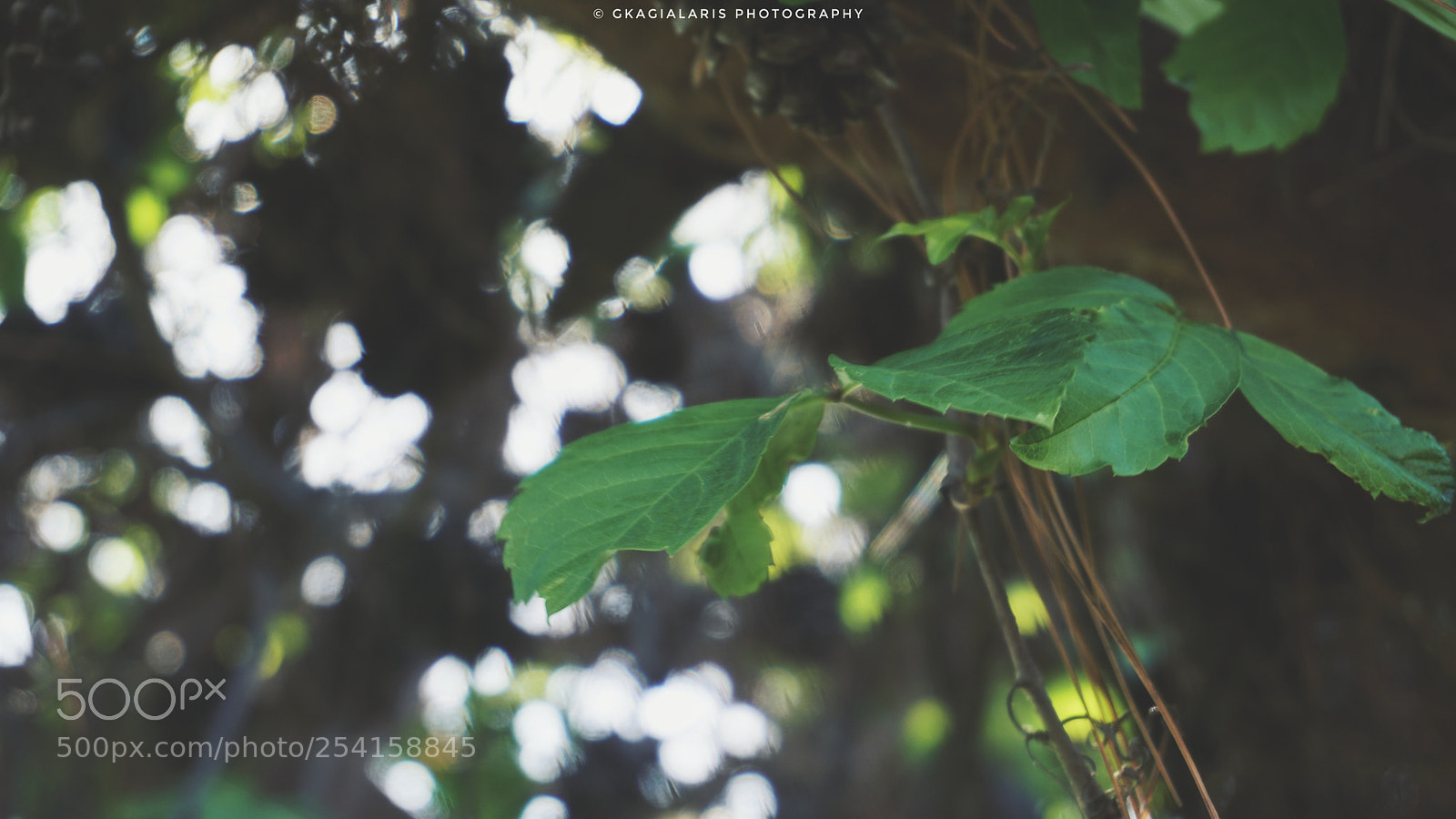 Sony a6000 sample photo. Untitled photography