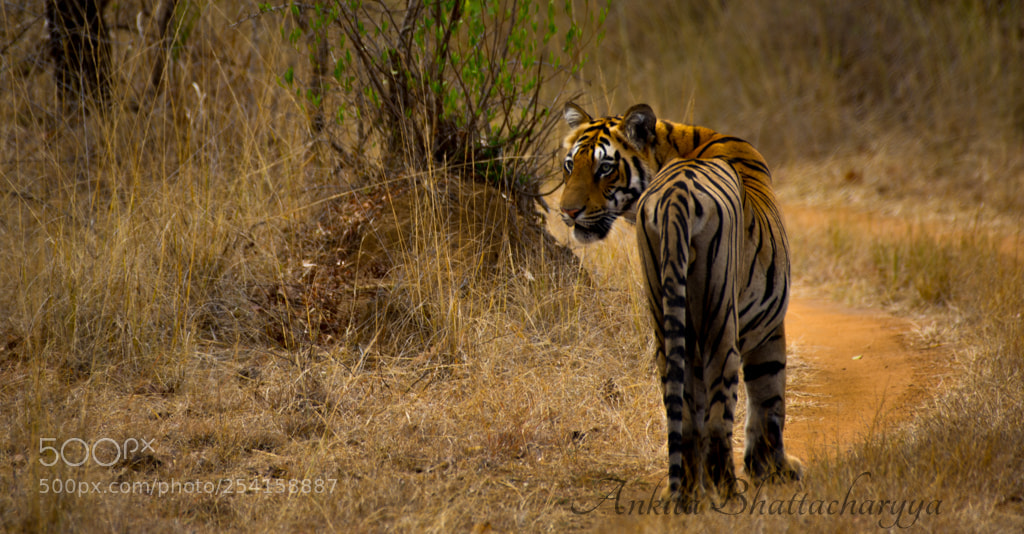 Nikon D7200 sample photo. Tadoba photography