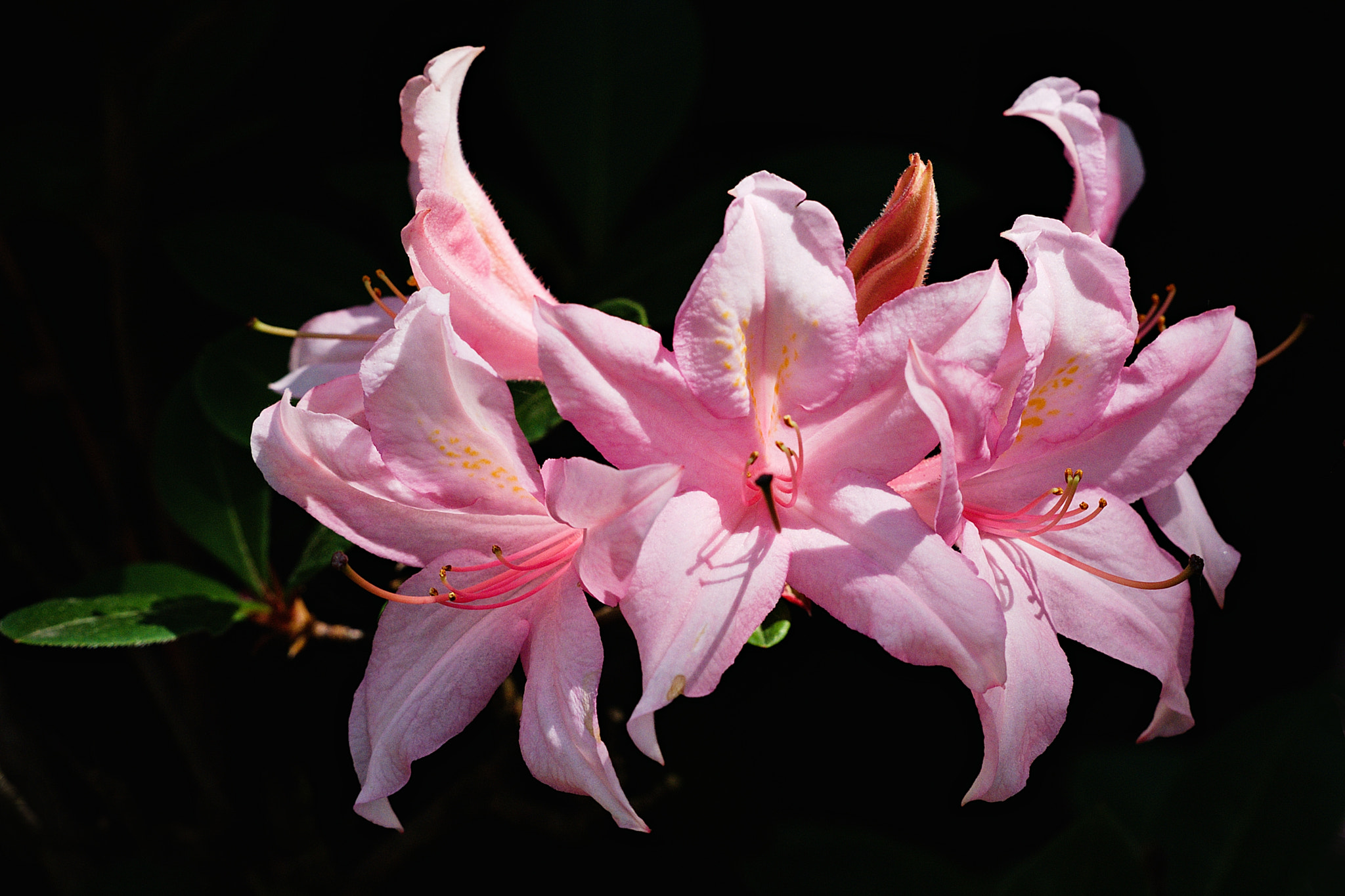 Fujifilm FinePix S5 Pro sample photo. Rhododendron blossom photography