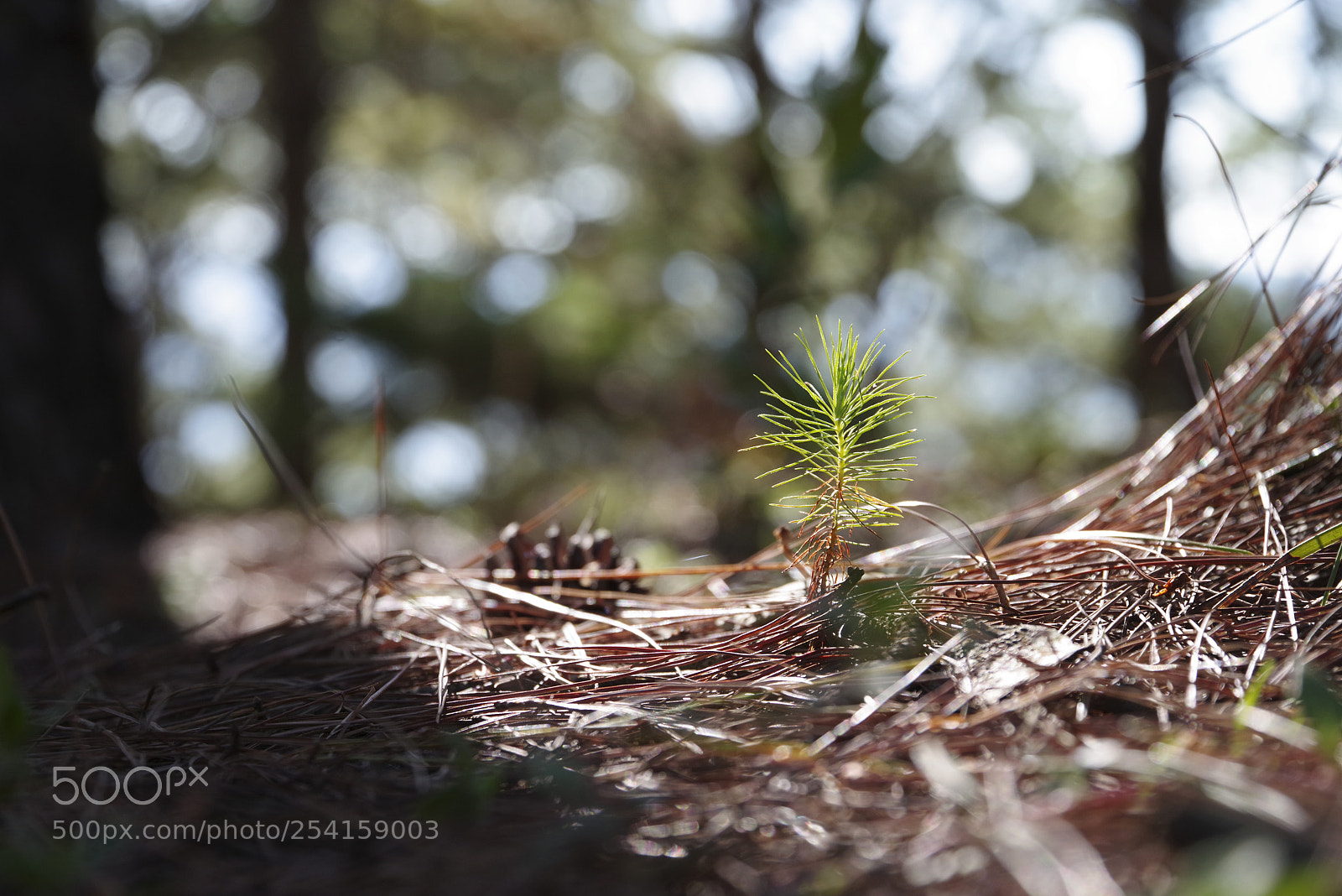 Pentax K-1 sample photo. Aaa photography
