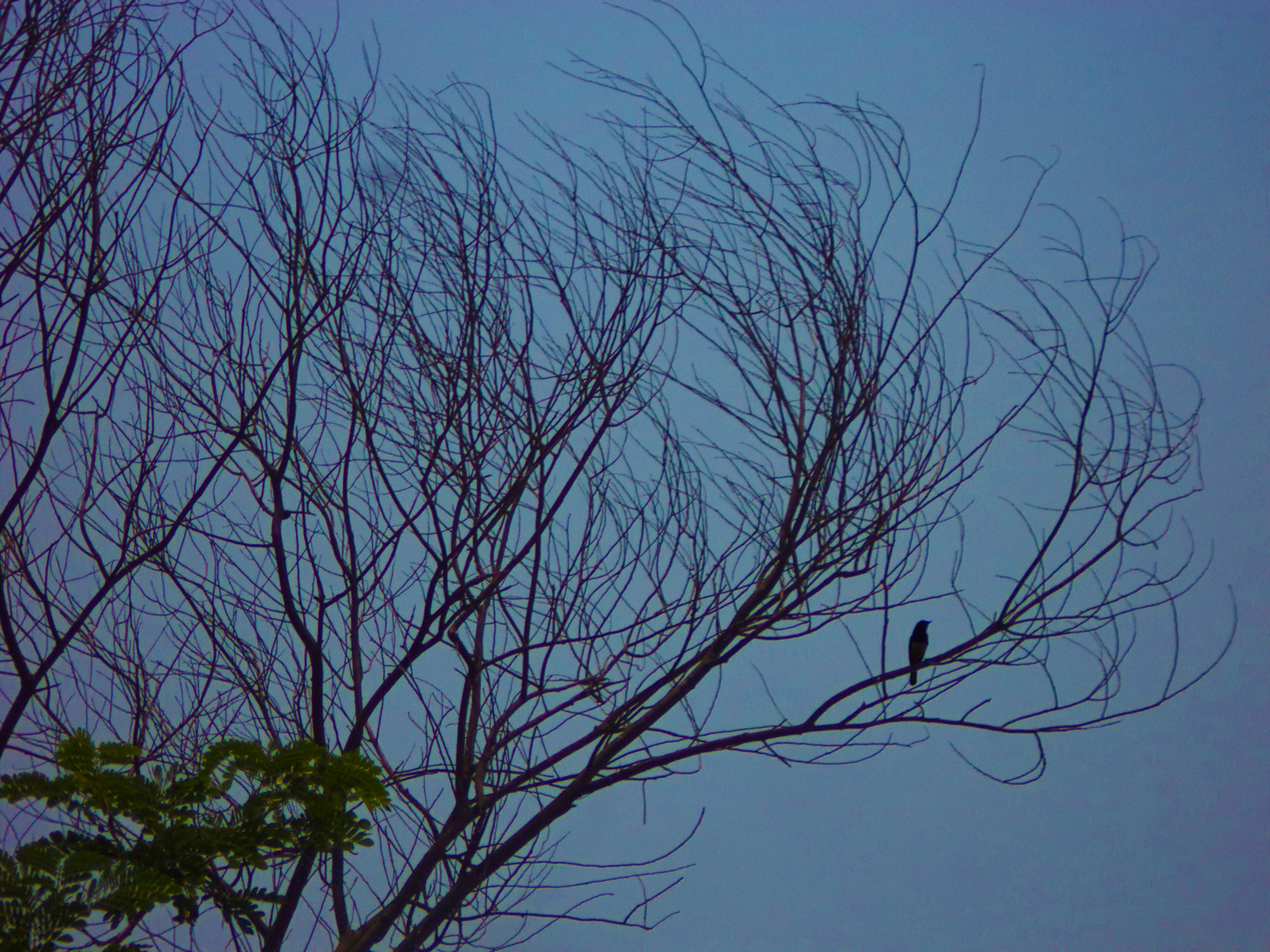 Sony DSC-W620 sample photo. A lonely bird... photography