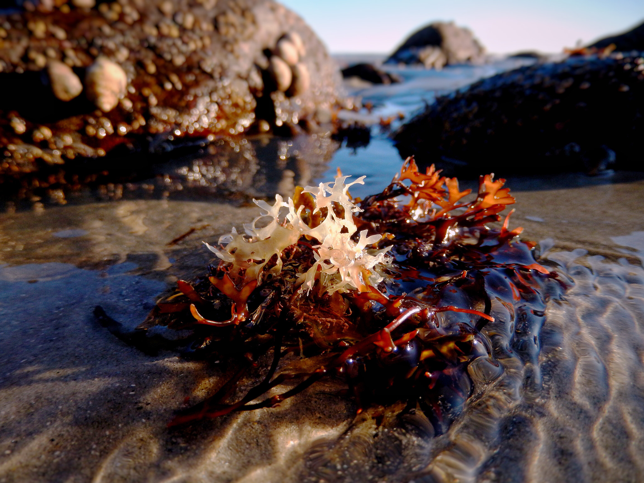 Nikon COOLPIX S9600 sample photo. Seaweed in shallow water photography