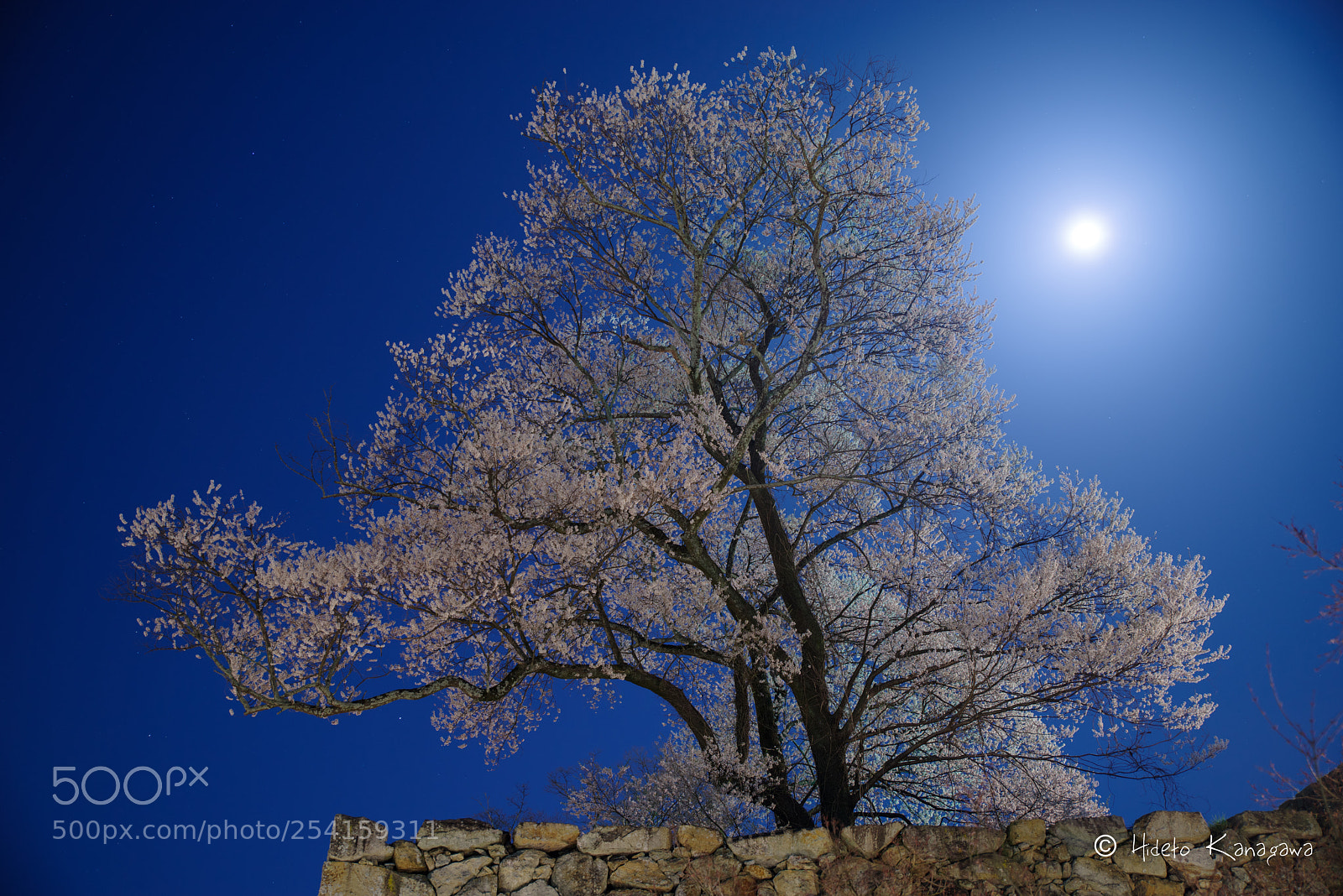 Pentax K-1 sample photo. Full moon and cherry photography