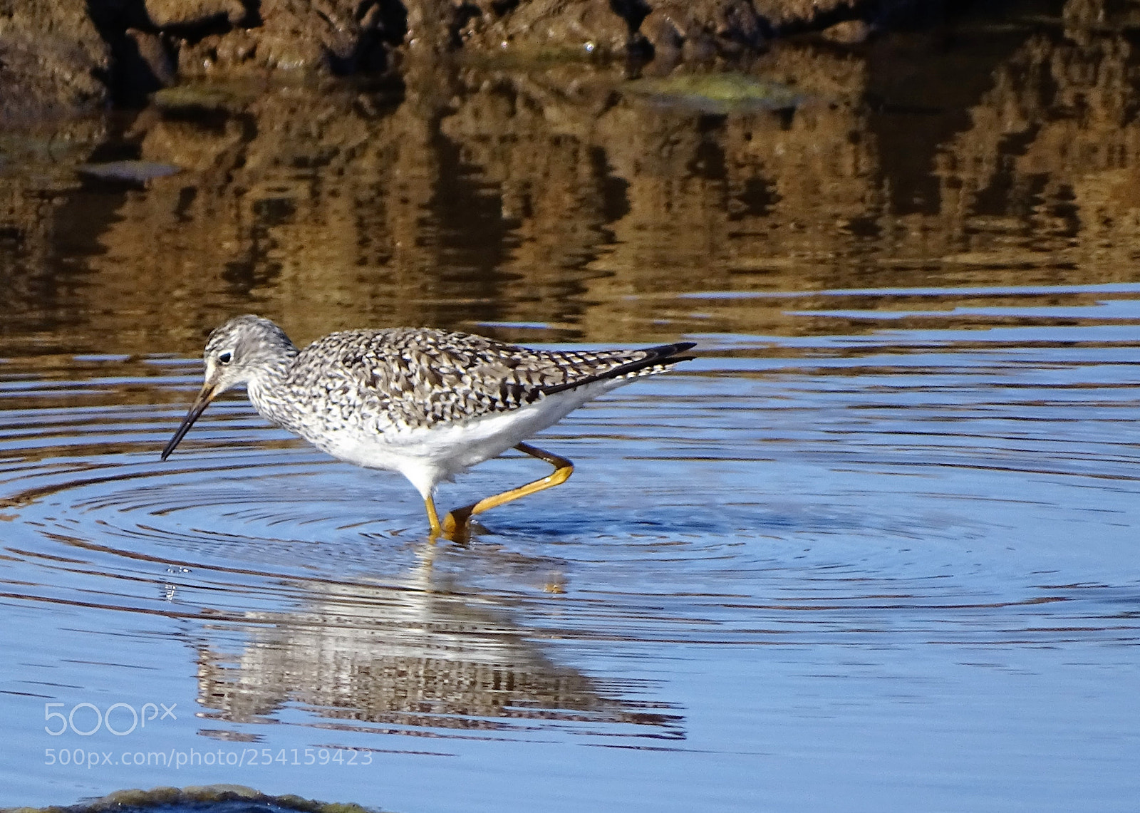 Sony Cyber-shot DSC-HX400V sample photo. Pitotoy photography