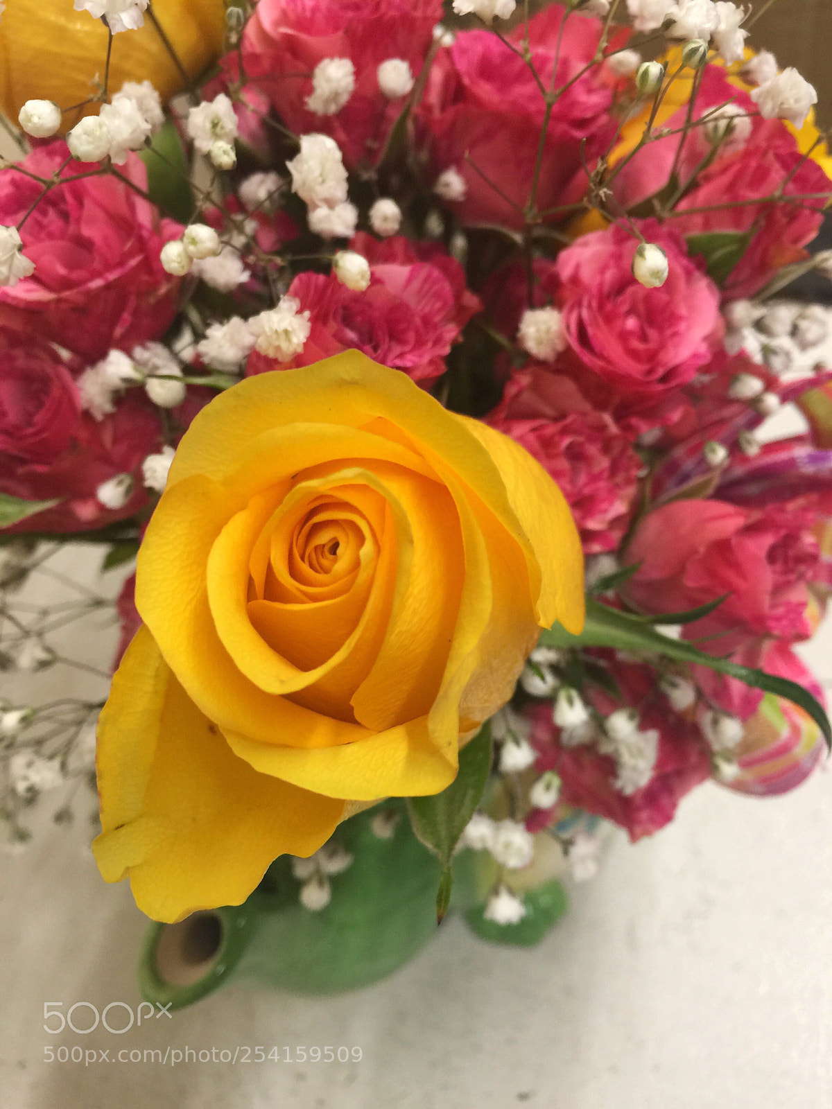 Apple iPhone 6 Plus sample photo. Today’s flower ?  photography