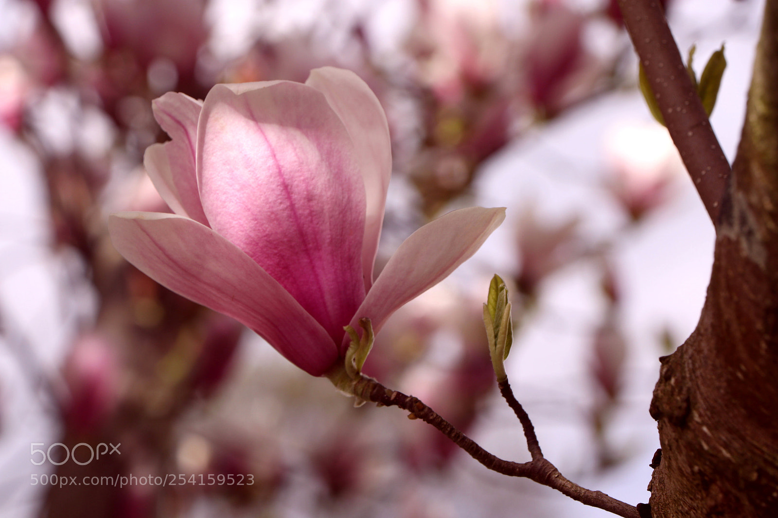 Canon EOS 80D sample photo. 3.jpg photography