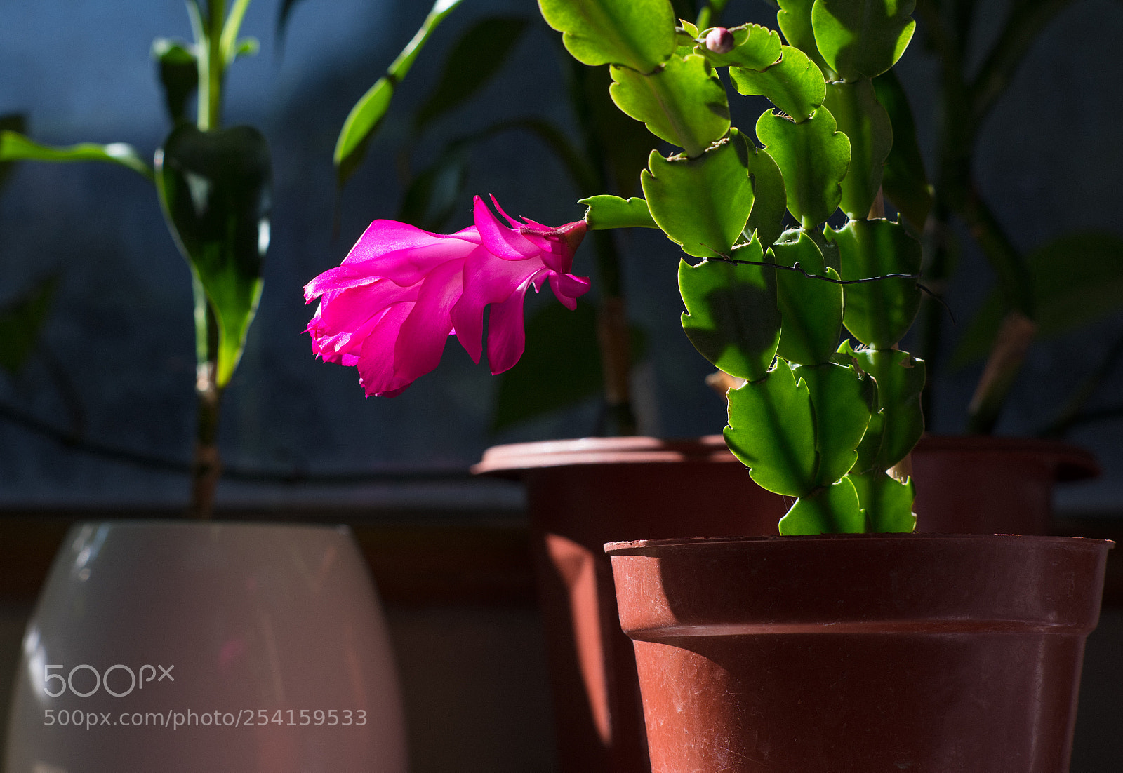 Nikon D810 sample photo. The flower photography
