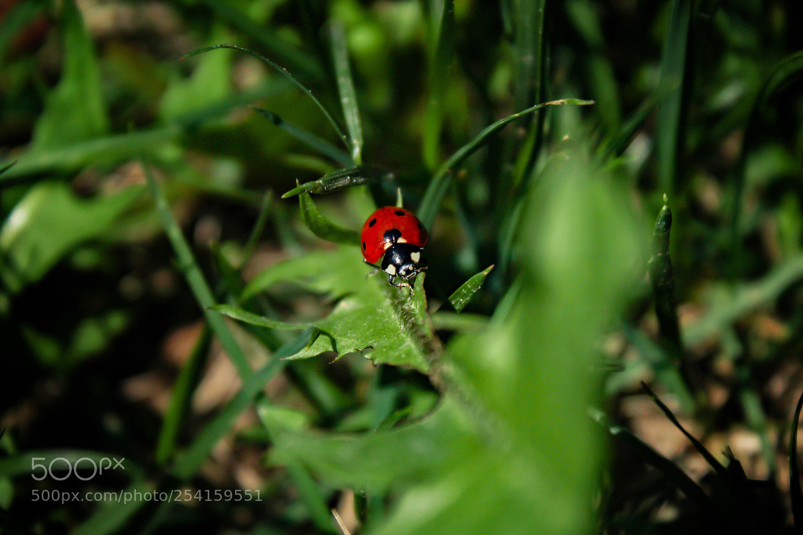 Canon EOS 1200D (EOS Rebel T5 / EOS Kiss X70 / EOS Hi) sample photo. Coccinella ?  photography
