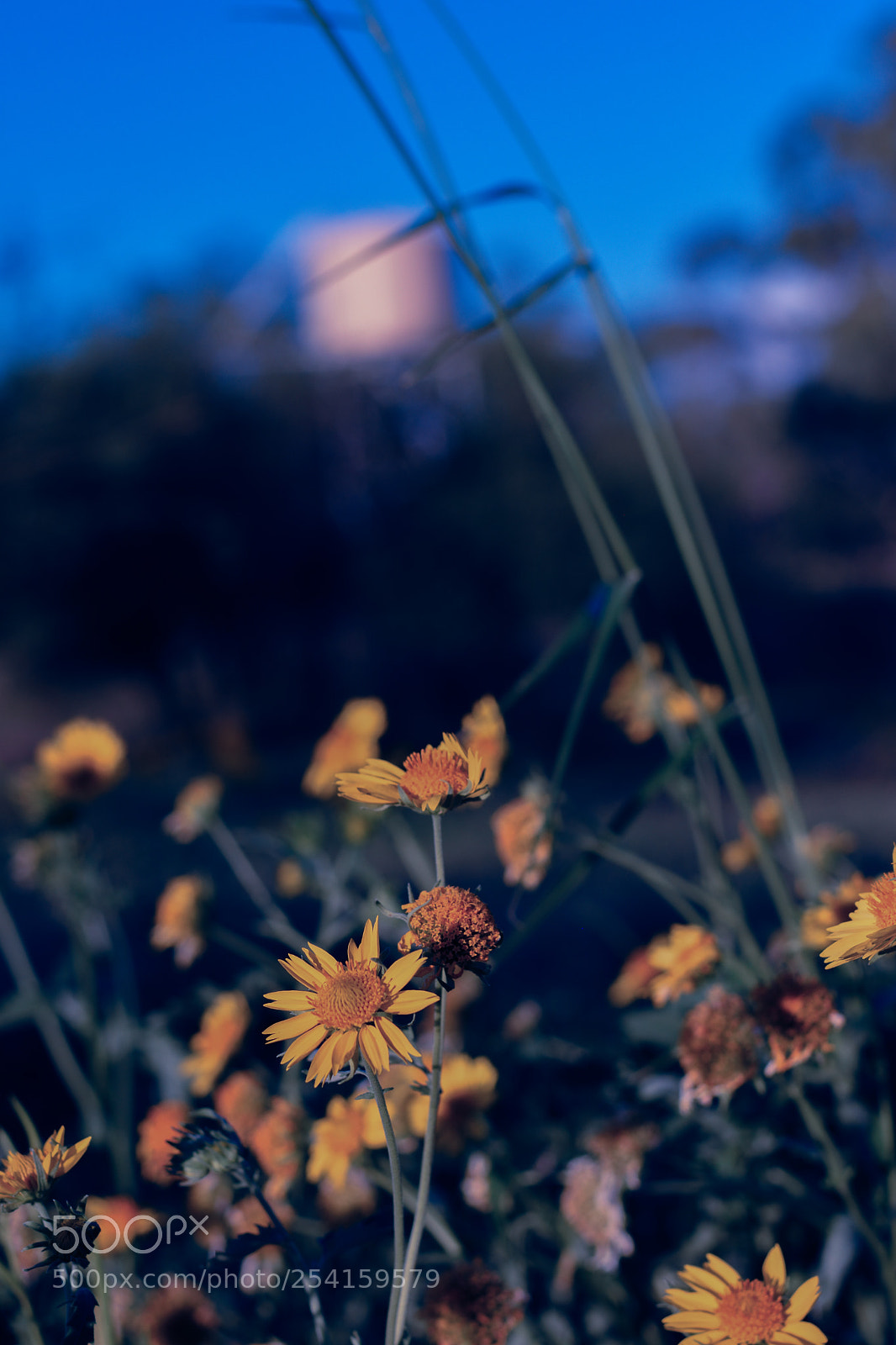 Nikon D3400 sample photo. Meadow lark photography