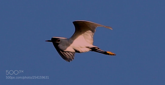 Canon EOS-1D X Mark II sample photo. 04-18-18-0013615.jpg photography