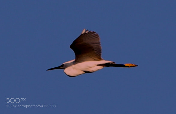Canon EOS-1D X Mark II sample photo. 04-18-18-0013614.jpg photography