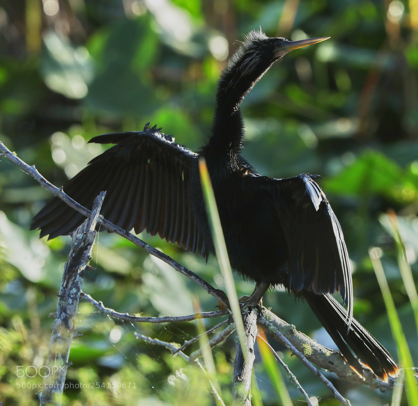 Canon EOS-1D X Mark II sample photo. 04-18-18-0013607.jpg photography