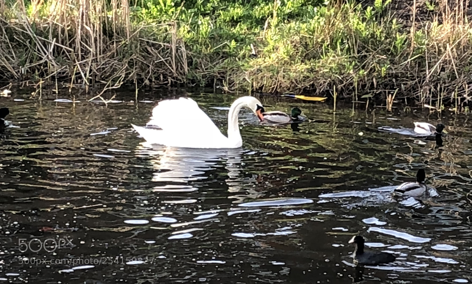 Apple iPhone 8 sample photo. Zwaan photography
