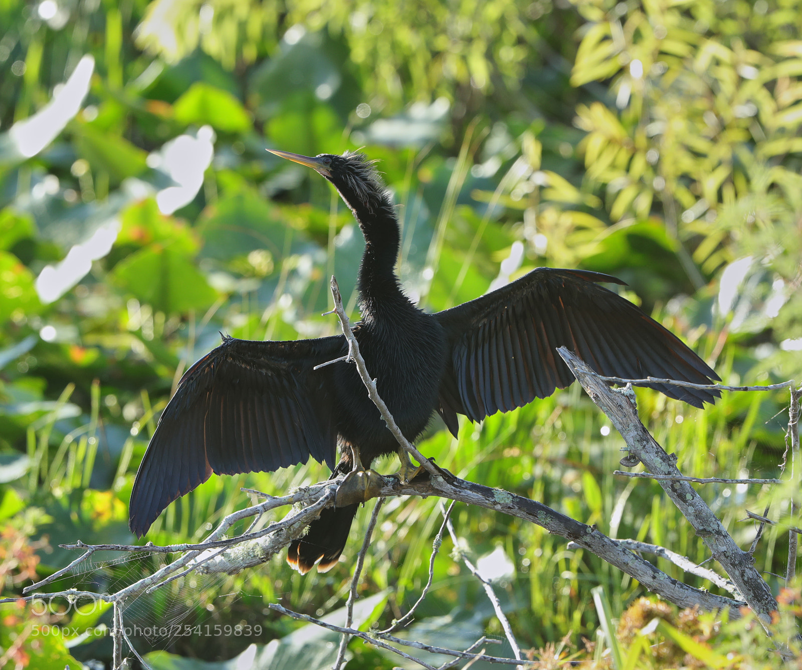 Canon EOS-1D X Mark II sample photo. 04-18-18-0013602.jpg photography