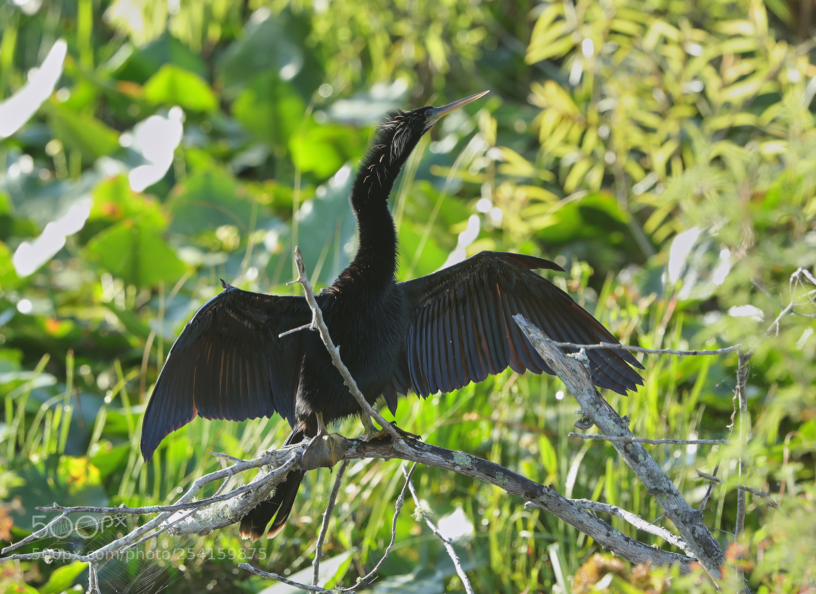 Canon EOS-1D X Mark II sample photo. 04-18-18-0013600.jpg photography