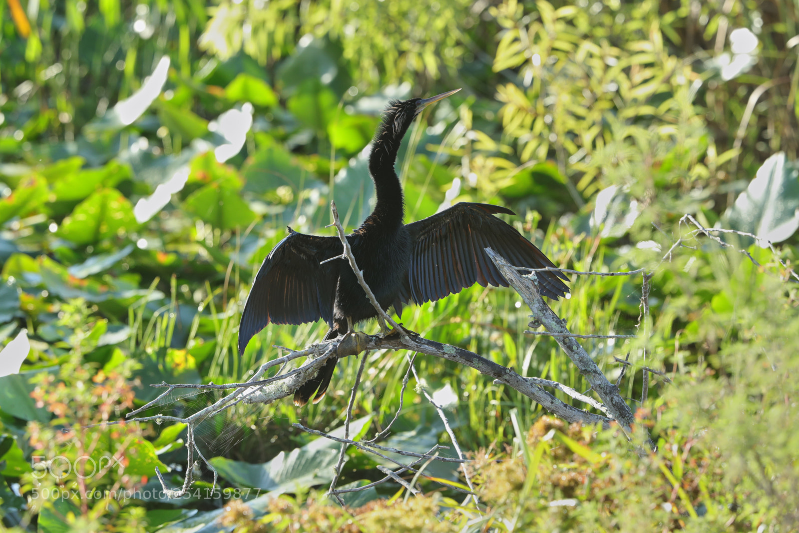 Canon EOS-1D X Mark II sample photo. 04-18-18-0013599.jpg photography