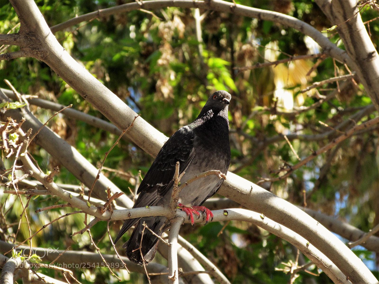 Canon PowerShot SX510 HS sample photo. Gracias zoom photography