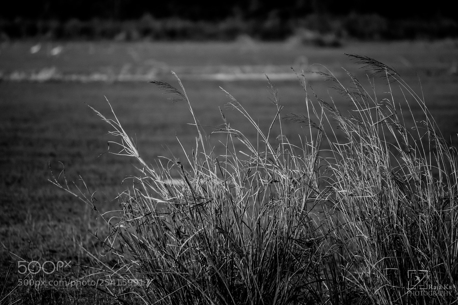 Canon EOS 70D sample photo. Grass photography