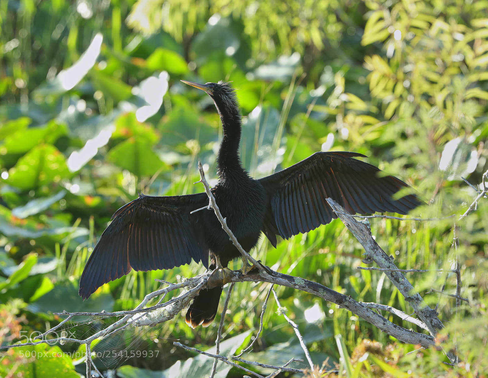 Canon EOS-1D X Mark II sample photo. 04-18-18-0013597.jpg photography