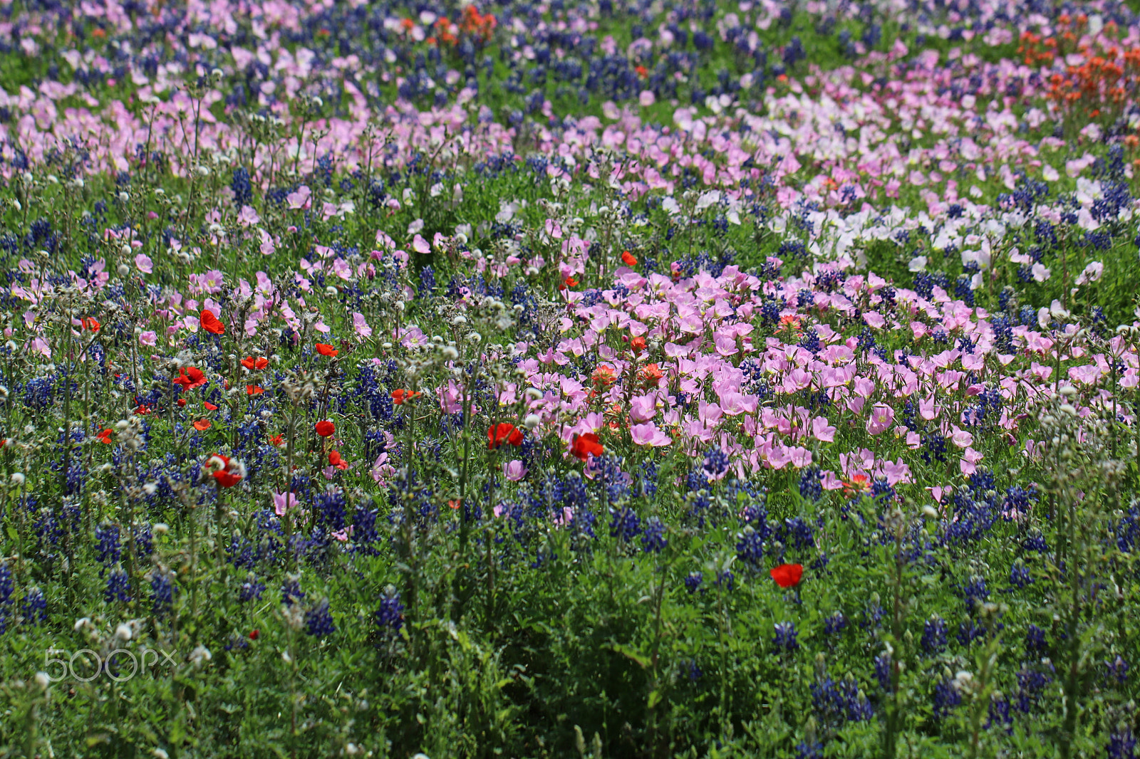 Canon EF 100mm F2.8L Macro IS USM sample photo. Wildflowers 3482 photography